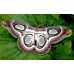 Epiphora mythimnia Eggs
